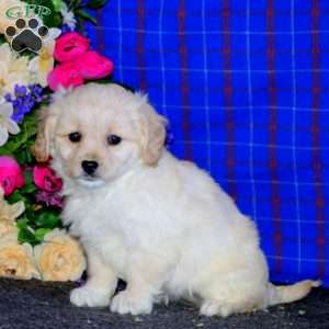 Bella, Cavachon Puppy