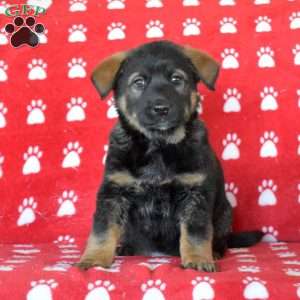 Blue Heeler Mix Puppies For Sale Greenfield Puppies blue-heeler-mix-puppies-for-sale-greenfield-puppies