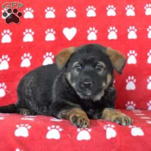 Benjamin, Blue Heeler Mix Puppy