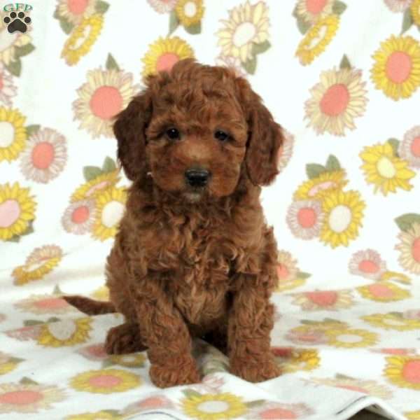 Benji, Mini Goldendoodle Puppy