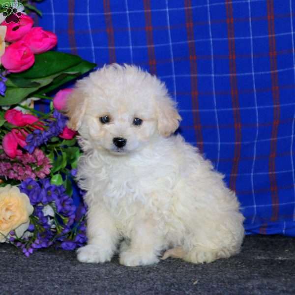 Betsy, Cavachon Puppy