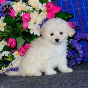 Betsy, Cavachon Puppy