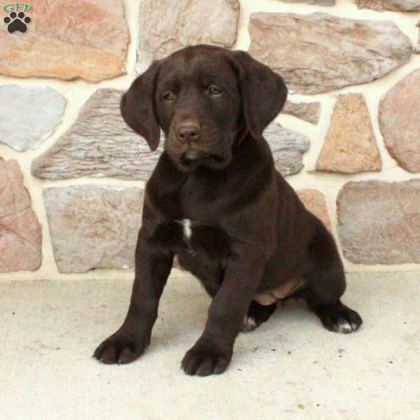 Blaire, Labrador Mix Puppy
