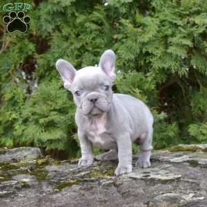 Blaze, French Bulldog Puppy