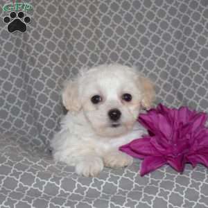 Blossom, Teddy Bear Puppy