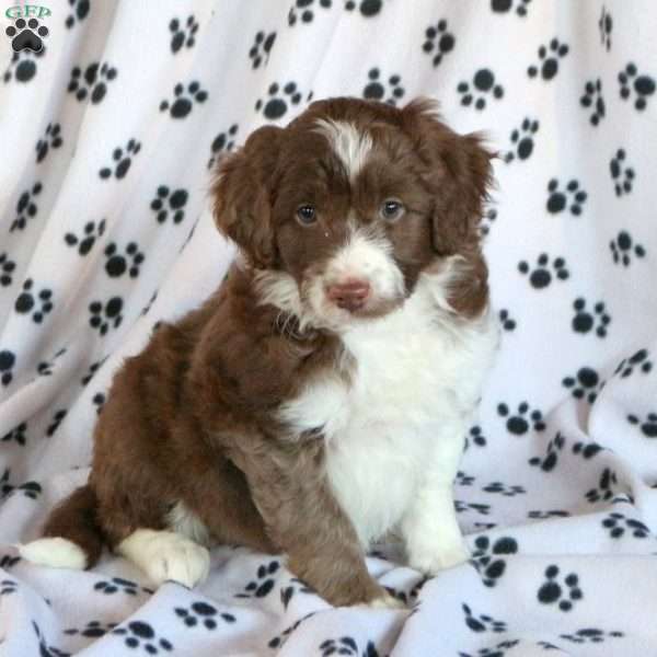 Bobby, Miniature Aussiedoodle Puppy