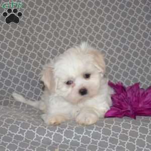 Boots, Teddy Bear Puppy
