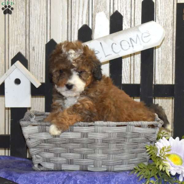 Brandy, Mini Bernedoodle Puppy