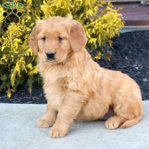 Brenda, Golden Retriever Puppy