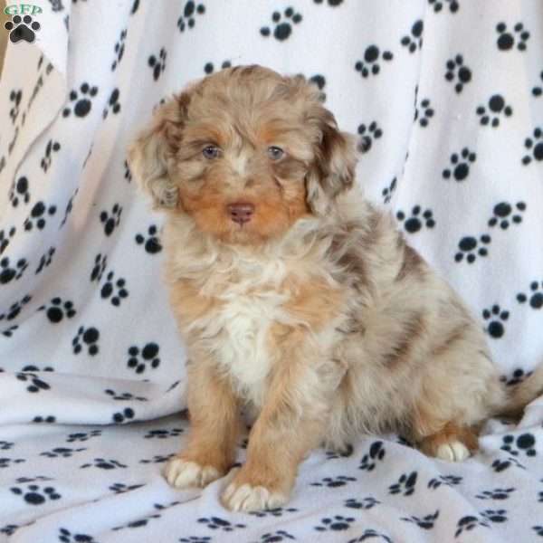 Brie, Miniature Aussiedoodle Puppy