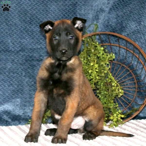 Brody, Belgian Malinois Puppy