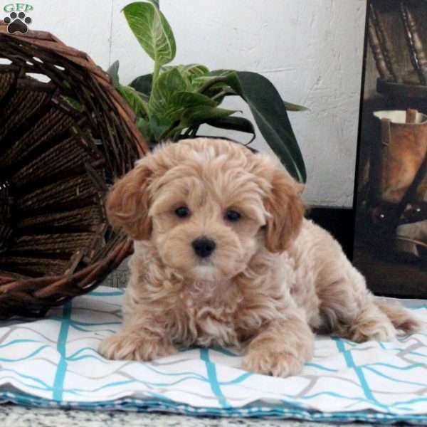 Brody, Maltipoo Puppy