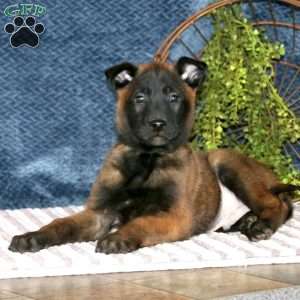 Brody, Belgian Malinois Puppy