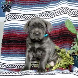 Brody, Cane Corso Puppy