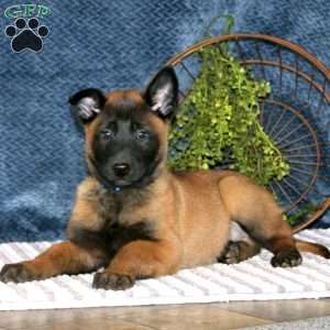 Bryce, Belgian Malinois Puppy