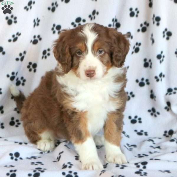 Buck, Miniature Aussiedoodle Puppy