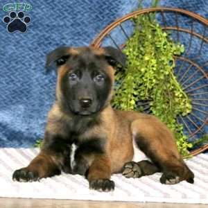 Bud, Belgian Malinois Puppy