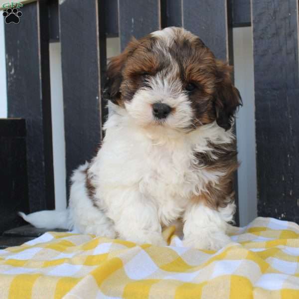 Buster, Shih-Poo Puppy