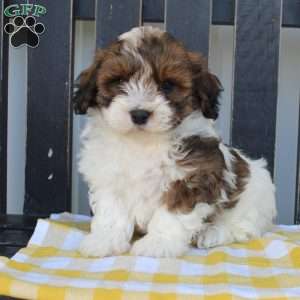 Buster, Shih-Poo Puppy