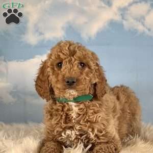 Maggie, Goldendoodle Puppy