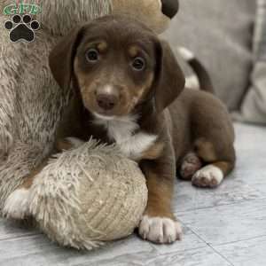 Piper, Australian Shepherd Mix Puppy