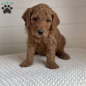 Toby, Goldendoodle Puppy