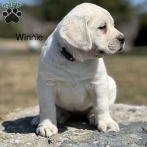 Winnie, Yellow Labrador Retriever Puppy