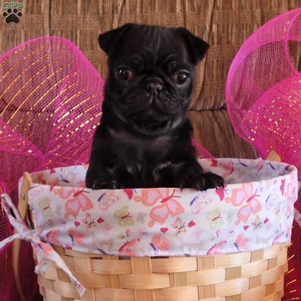Darlene, Pug Puppy