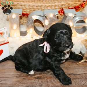 Rose, Bernedoodle Puppy