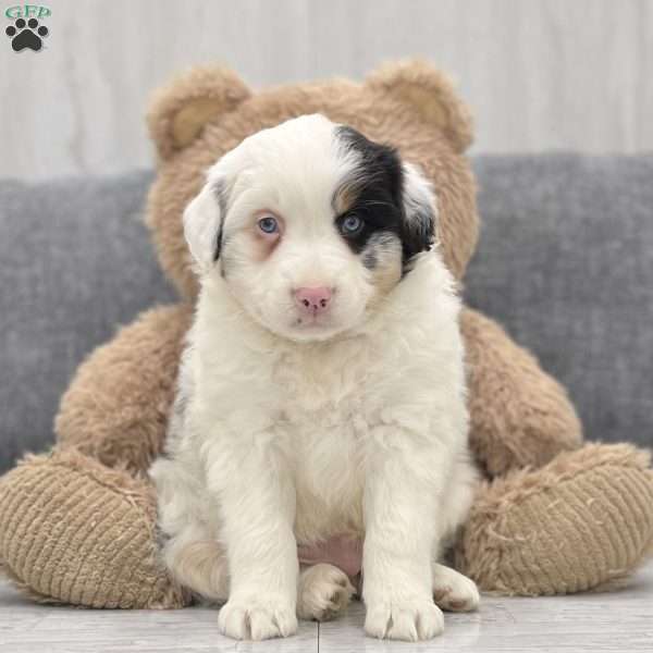 Kenny, Australian Shepherd Puppy