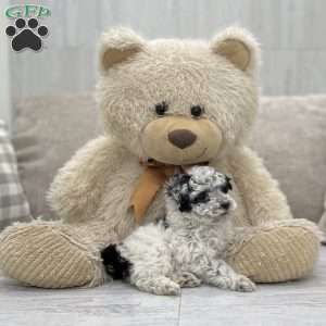 Jada, Miniature Poodle Puppy