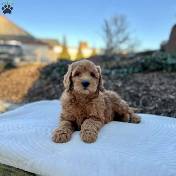 Coco, Mini Goldendoodle Puppy