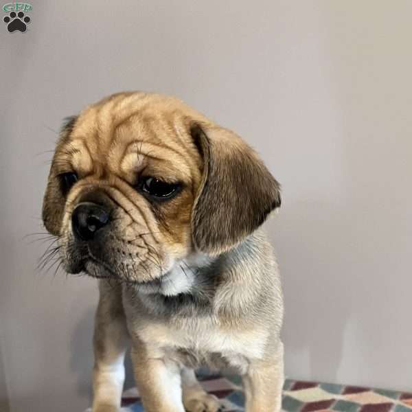 Rocklyn, Puggle Puppy