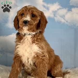 Madi, Goldendoodle Puppy