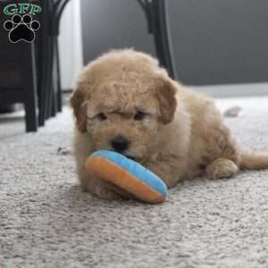 Mini Koby, Mini Goldendoodle Puppy