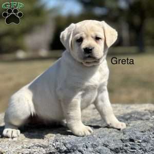 Greta, Yellow Labrador Retriever Puppy