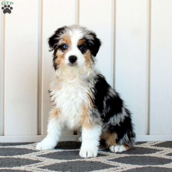 Carla, Australian Shepherd Puppy