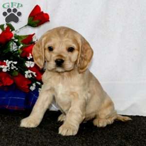 Cocker Spaniel Puppies For Sale | Greenfield Puppies