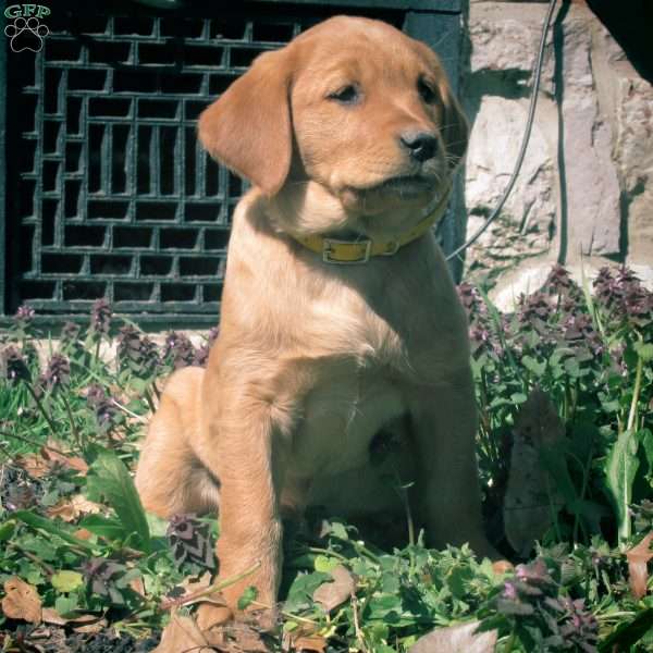 Carmel, Golden Labrador Puppy