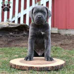 Cane Corso Puppies For Sale | Greenfield Puppies