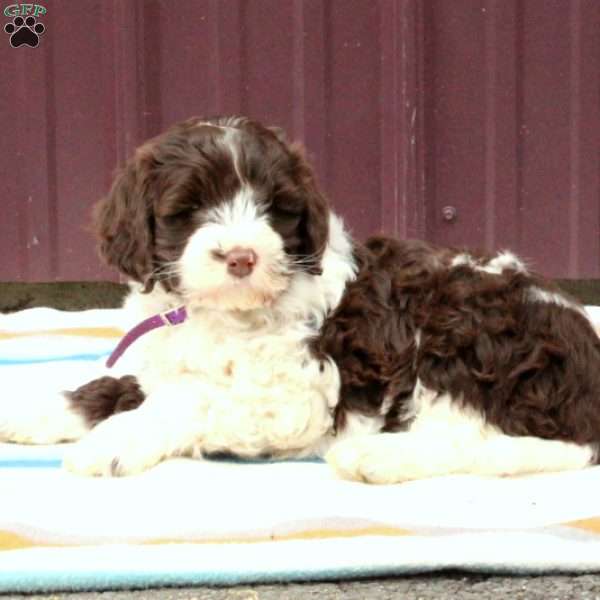 Chocolate springerdoodle shop puppies for sale