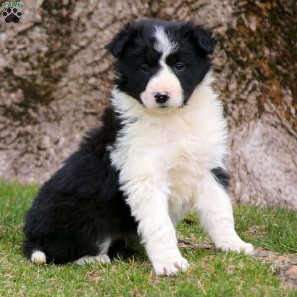Charity, Border Collie Puppy