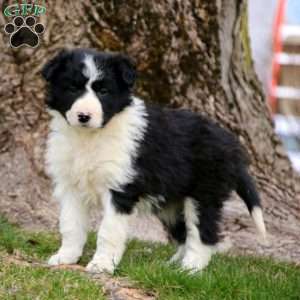 Charity, Border Collie Puppy