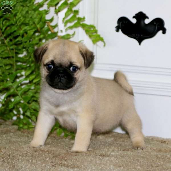 Chip, Pug Puppy