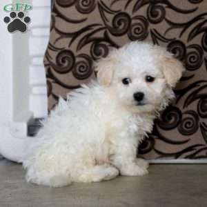 Chip, Teddy Bear Puppy