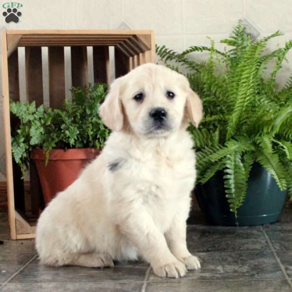 Claire, Golden Retriever Puppy