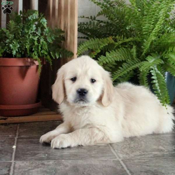 Clark, Golden Retriever Puppy