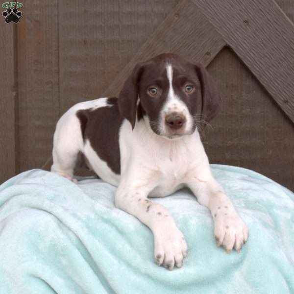Cocoa, German Shorthaired Pointer Puppy