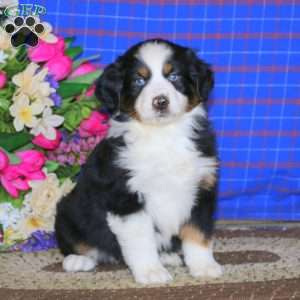 Cody, Miniature Australian Shepherd Puppy