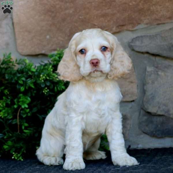 Colby, Cocker Spaniel Puppy